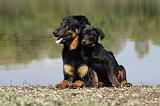 BEAUCERON - ADULTS and PUPPIES 039